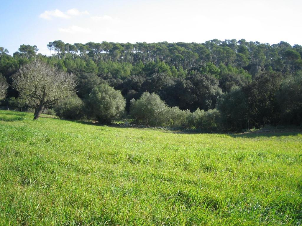 Oliver Moragues Grandhouse & Vineyard Landhaus Algaida (Mallorca)